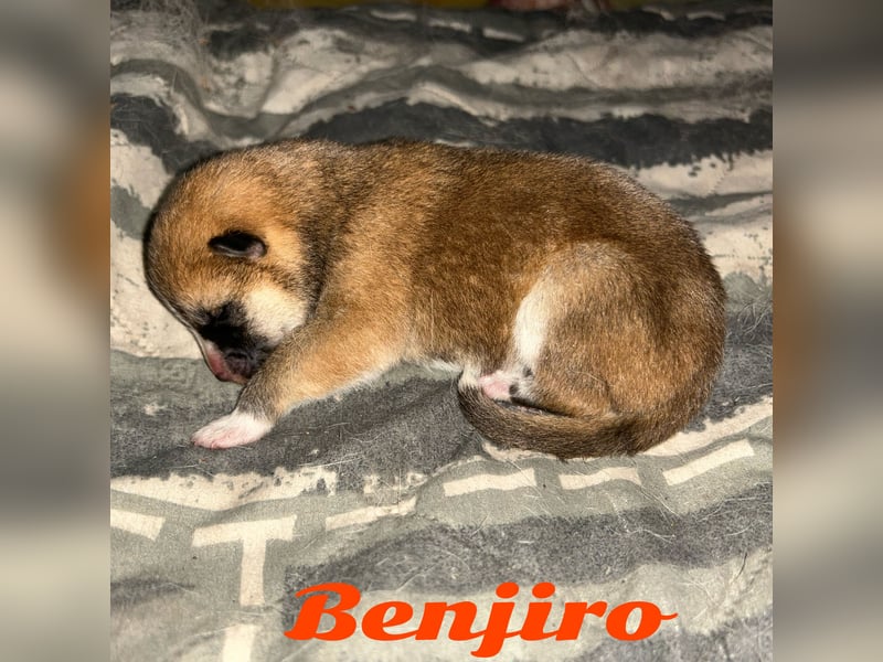 Bara & Benjiro suchen ein passendes Zuhause