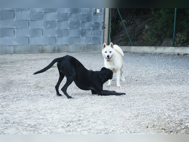 ALANA- treuester Hund überhaupt