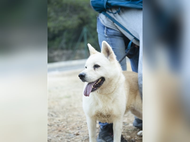 ALANA- treuester Hund überhaupt