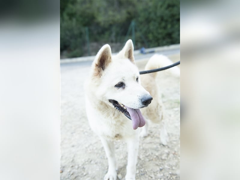 ALANA- treuester Hund überhaupt