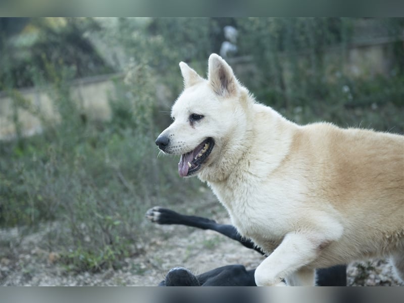 ALANA- treuester Hund überhaupt