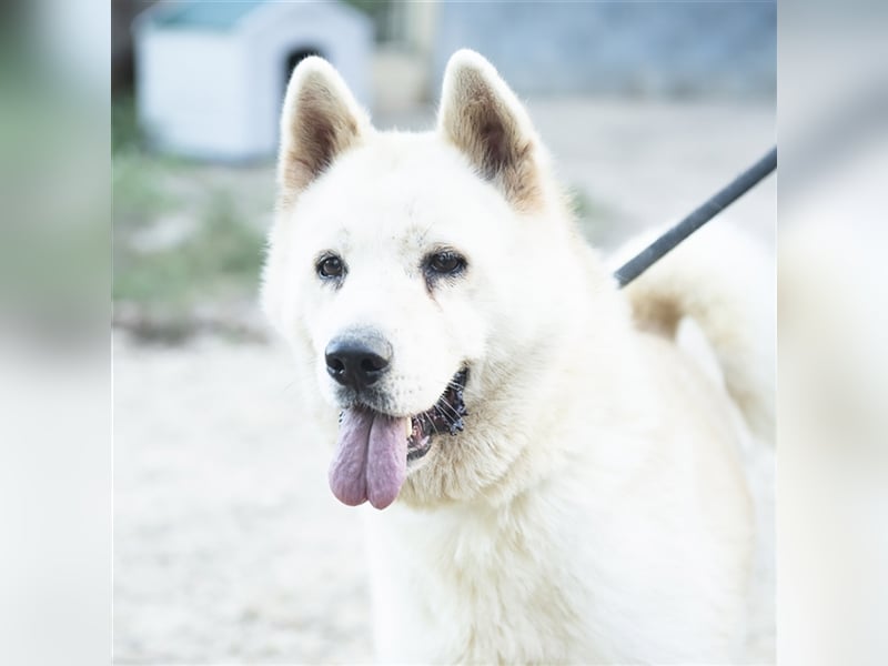 ALANA- treuester Hund überhaupt