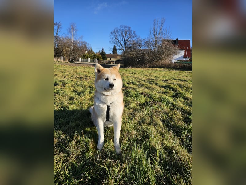 Jap. Akita Inu Deckrüde