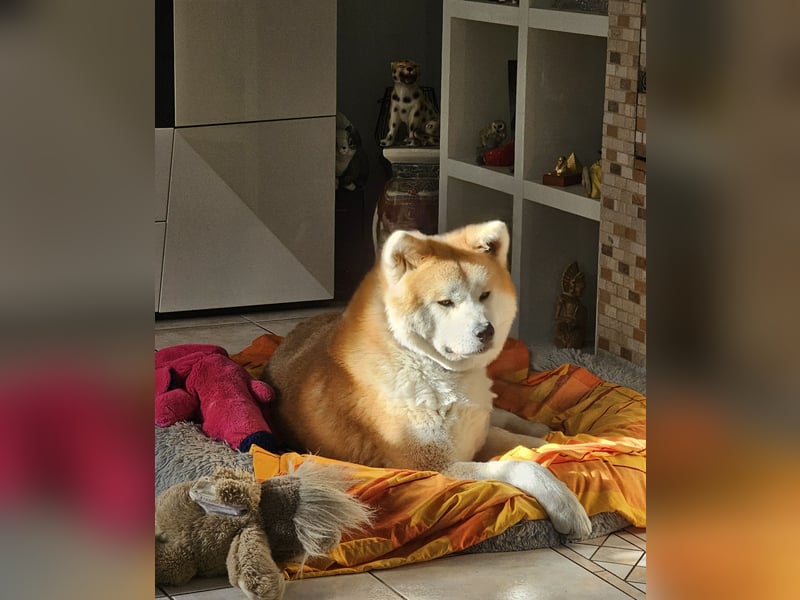 Jap. Akita Inu Deckrüde