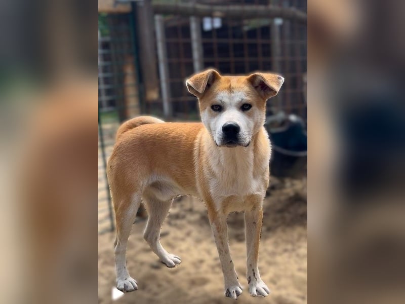 Misi, Akita Inu Mix Rüde, sucht eine Familie