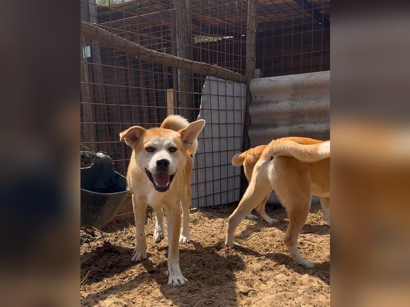 Misi, Akita Inu Mix Rüde, sucht eine Familie
