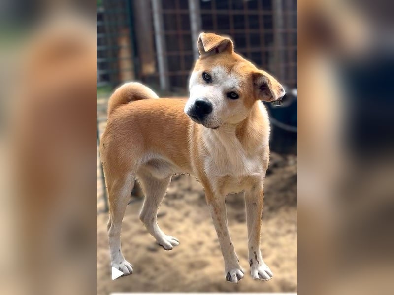 Misi, Akita Inu Mix Rüde, sucht eine Familie