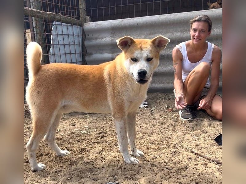 Misi, Akita Inu Mix Rüde, sucht eine Familie