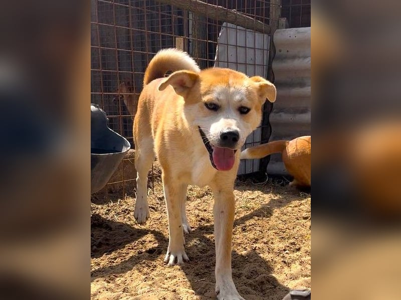 Misi, Akita Inu Mix Rüde, sucht eine Familie