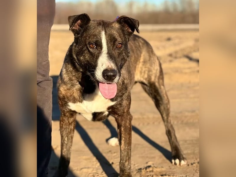 Hardin -Fröhlicher, aktiver Traumhund sucht seine Menschen