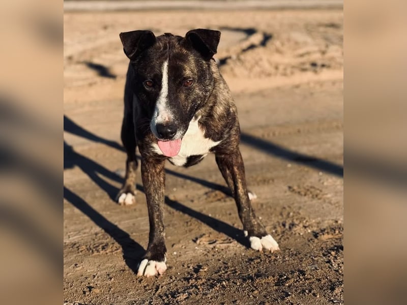 Hardin -Fröhlicher, aktiver Traumhund sucht seine Menschen