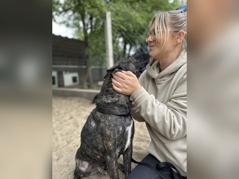 Hardin -Fröhlicher, aktiver Traumhund sucht seine Menschen