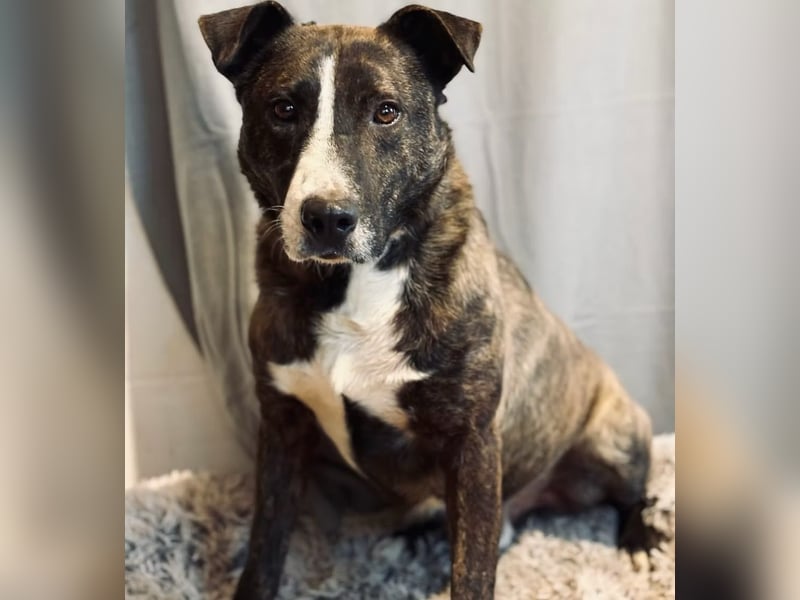 Hardin -Fröhlicher, aktiver Traumhund sucht seine Menschen