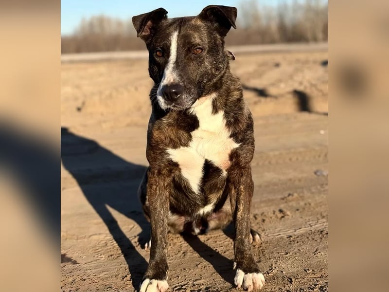 Hardin -Fröhlicher, aktiver Traumhund sucht seine Menschen