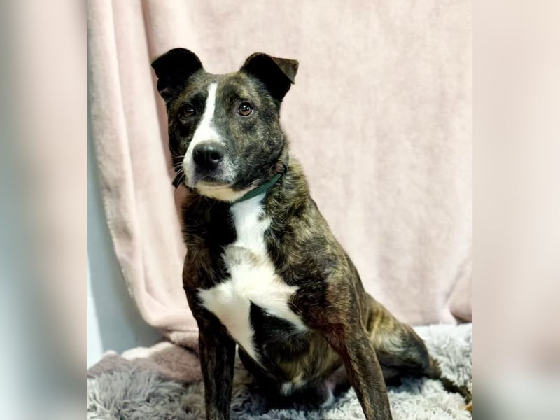 Hardin -Fröhlicher, aktiver Traumhund sucht seine Menschen