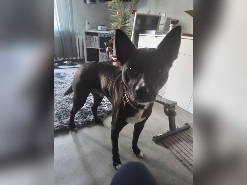 Micky,Akita Mix Rüde