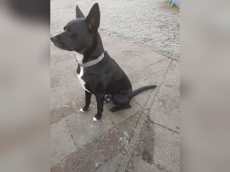 3jähriger Akita Mix Rüde