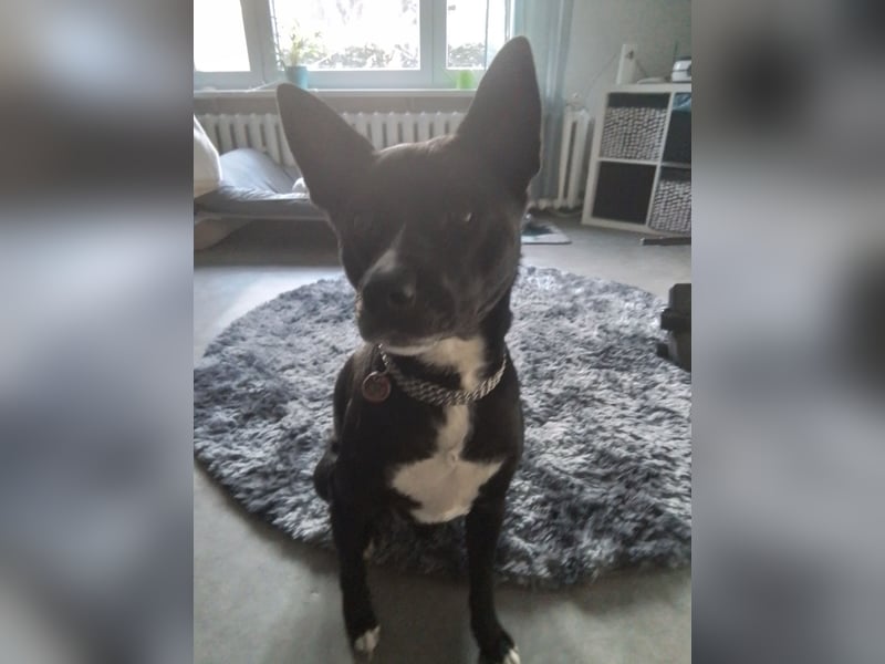 3jähriger Akita Mix Rüde