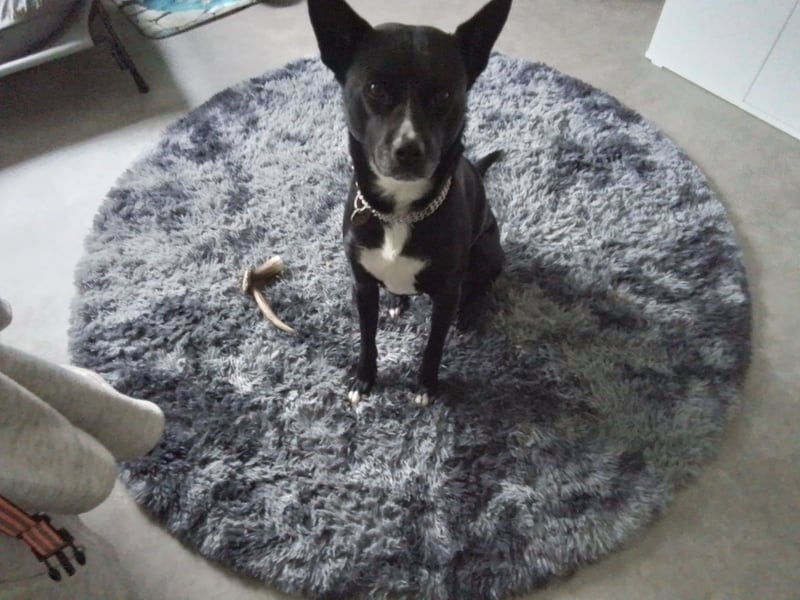 Micky,Akita Mix Rüde