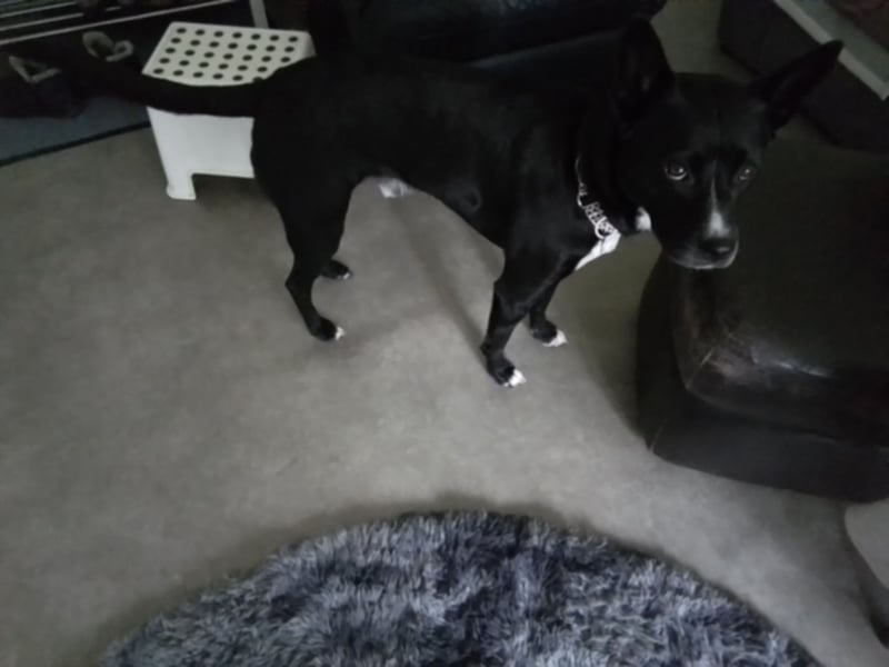 Micky,Akita Mix Rüde