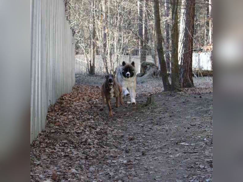 Baldo, Akita-Husky-Mischlingsrüde, 9 Monate jung, Jungspund mit Charme