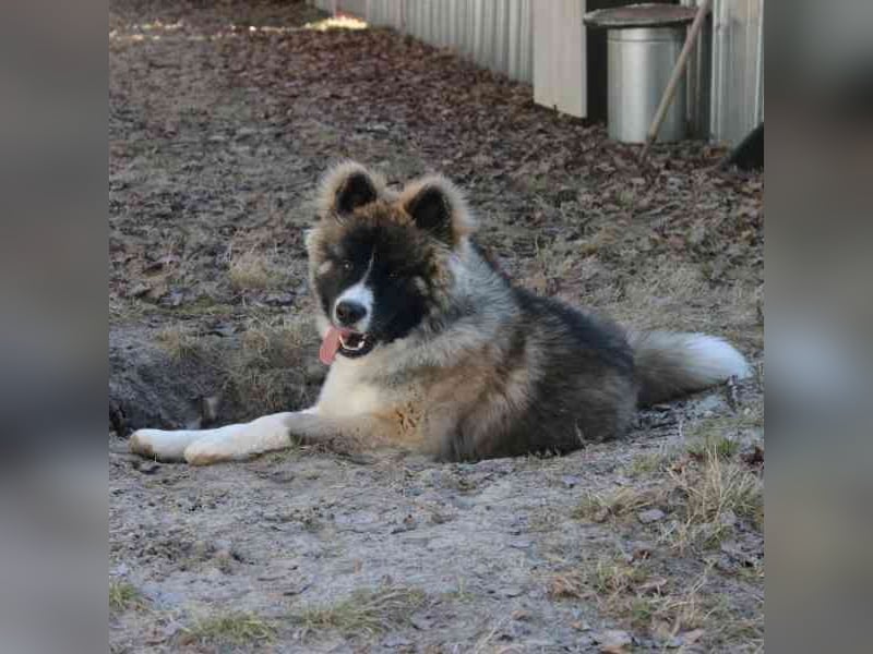 Baldo, Akita-Husky-Mischlingsrüde, 9 Monate jung, Jungspund mit Charme