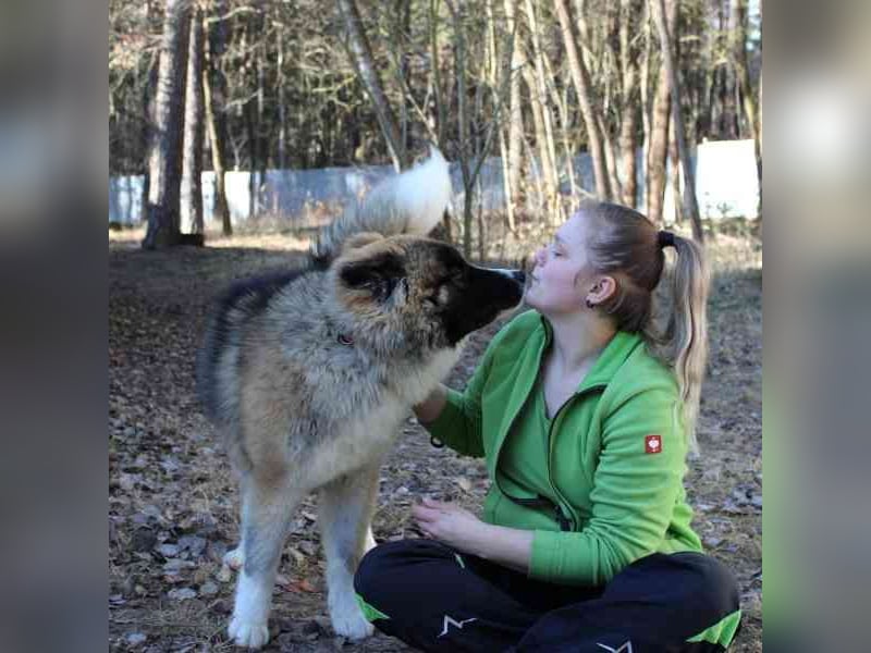 Baldo, Akita-Husky-Mischlingsrüde, 9 Monate jung, Jungspund mit Charme