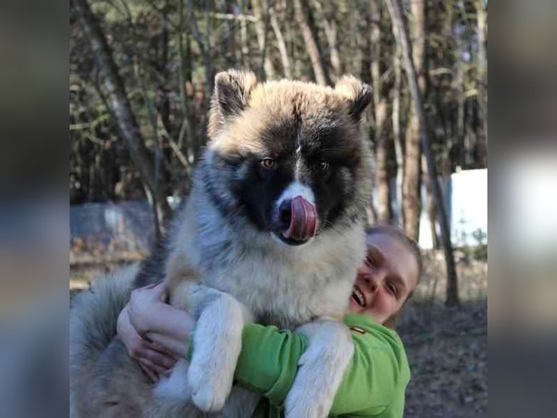 Baldo, Akita-Husky-Mischlingsrüde, 9 Monate jung, Jungspund mit Charme