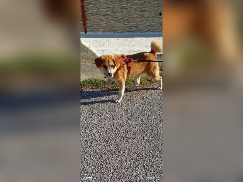 Fröhlicher Akita Mix  Paris