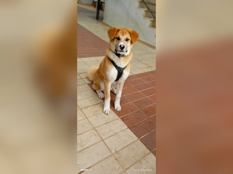 Fröhlicher Akita Mix  Paris