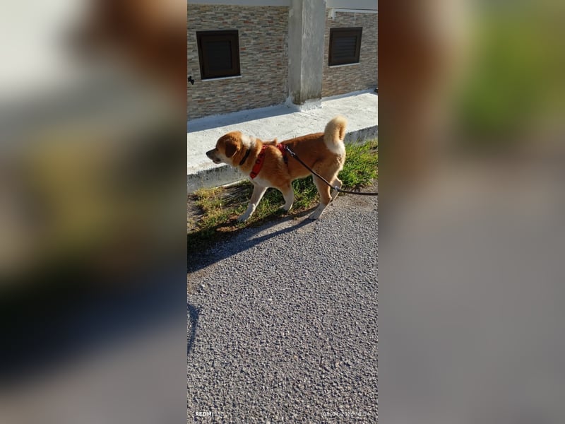 Fröhlicher Akita Mix  Paris