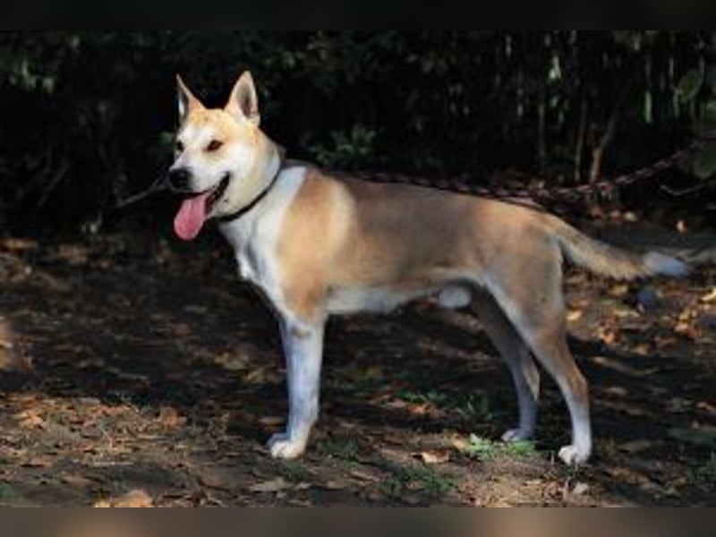 Der Rohdiamant Yaro sucht aktive Menschen