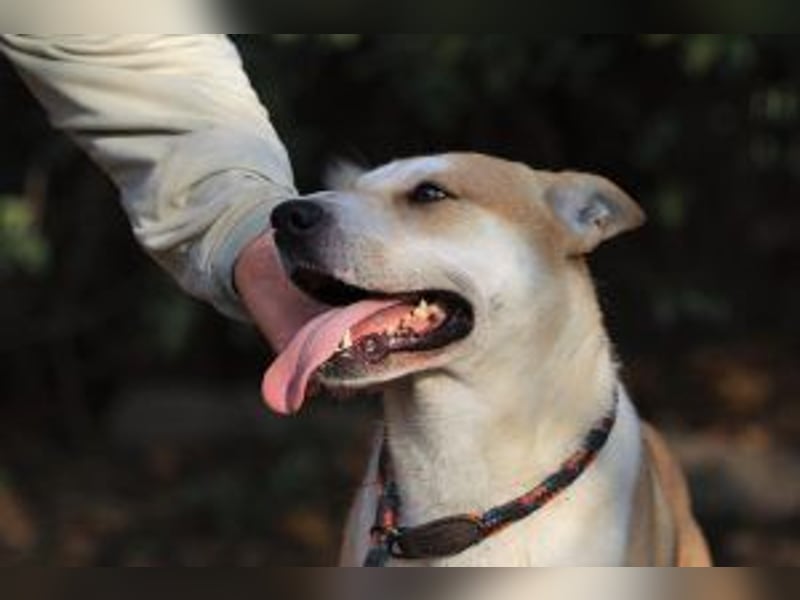 Der Rohdiamant Yaro sucht aktive Menschen