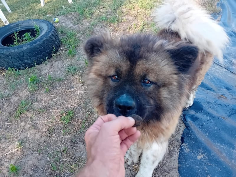 BORIS sucht seinen Menschen 