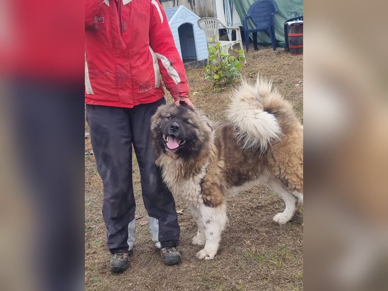 BORIS sucht seinen Menschen 