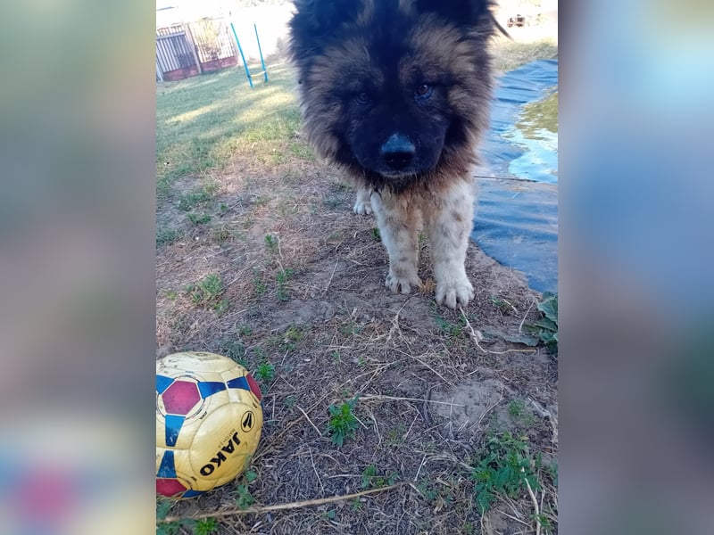 BORIS sucht seinen Menschen 