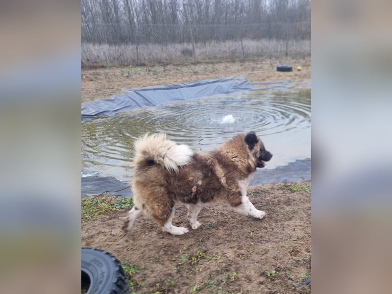 BORIS sucht seinen Menschen 