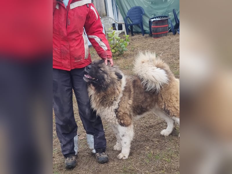 BORIS sucht seinen Menschen 