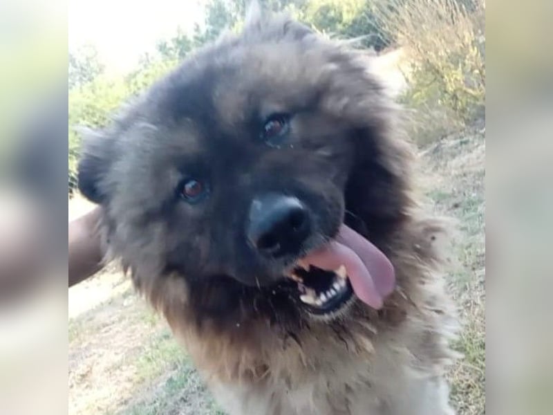 BORIS sucht seinen Menschen 