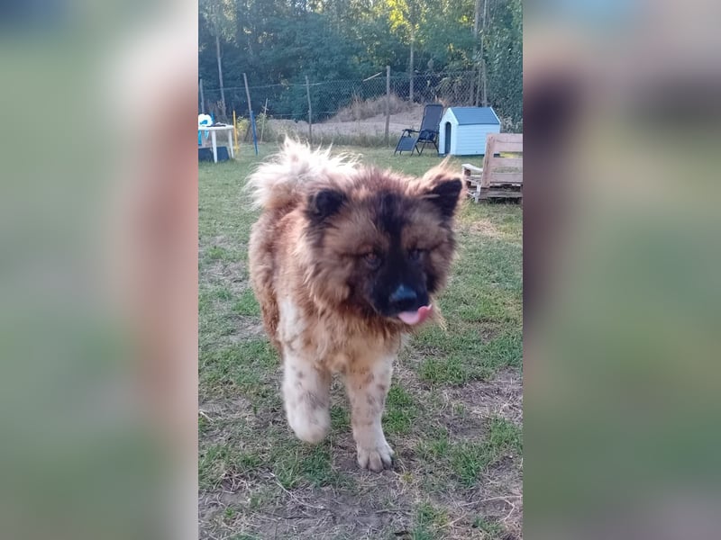 BORIS sucht seinen Menschen 