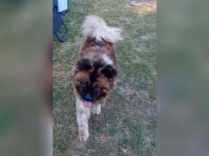 BORIS sucht seinen Menschen 