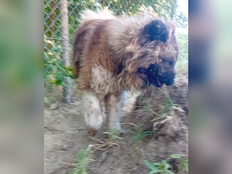 BORIS sucht seinen Menschen 