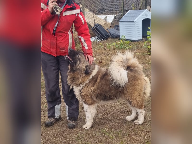 BORIS sucht seinen Menschen 