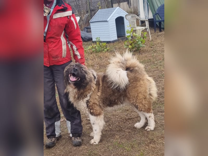 BORIS sucht seinen Menschen 