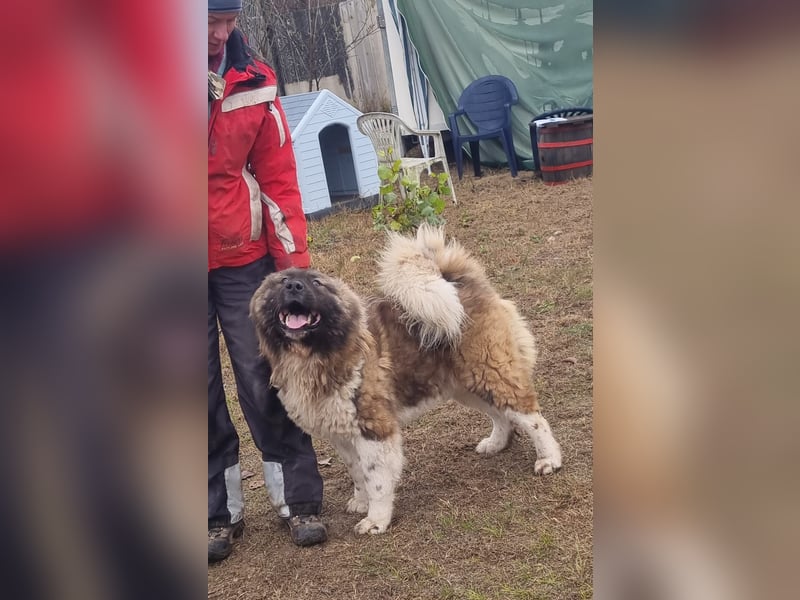 BORIS sucht seinen Menschen 