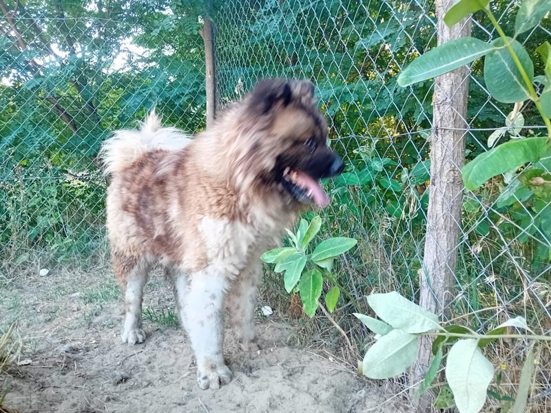 BORIS sucht seinen Menschen 