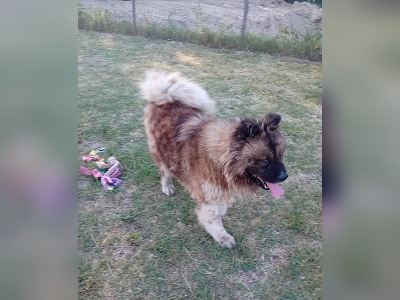 BORIS sucht seinen Menschen 