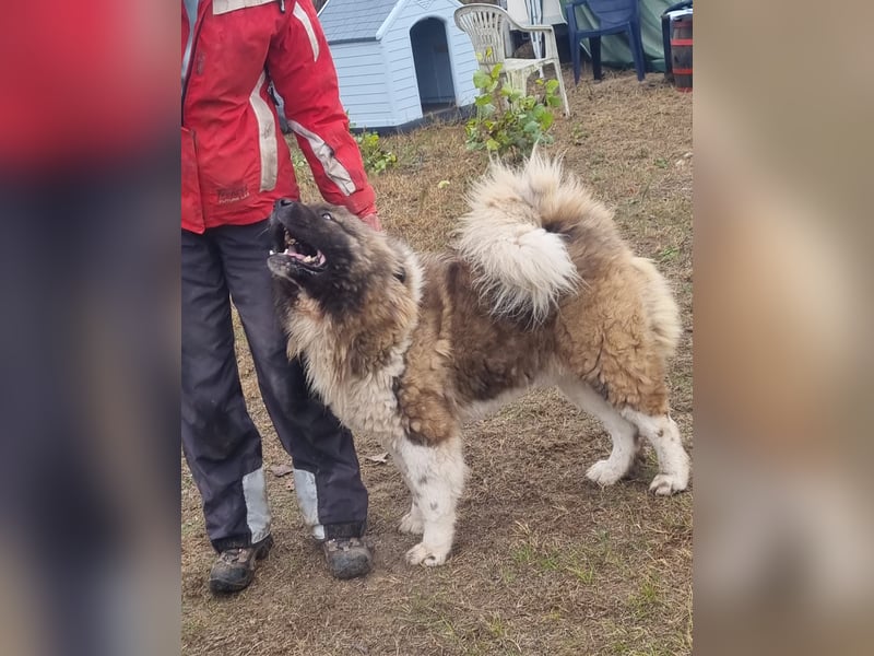 BORIS sucht seinen Menschen 
