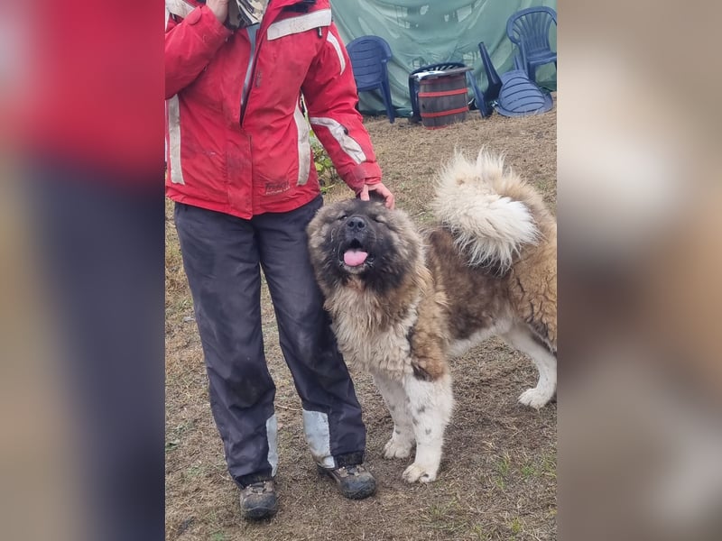 BORIS sucht seinen Menschen 