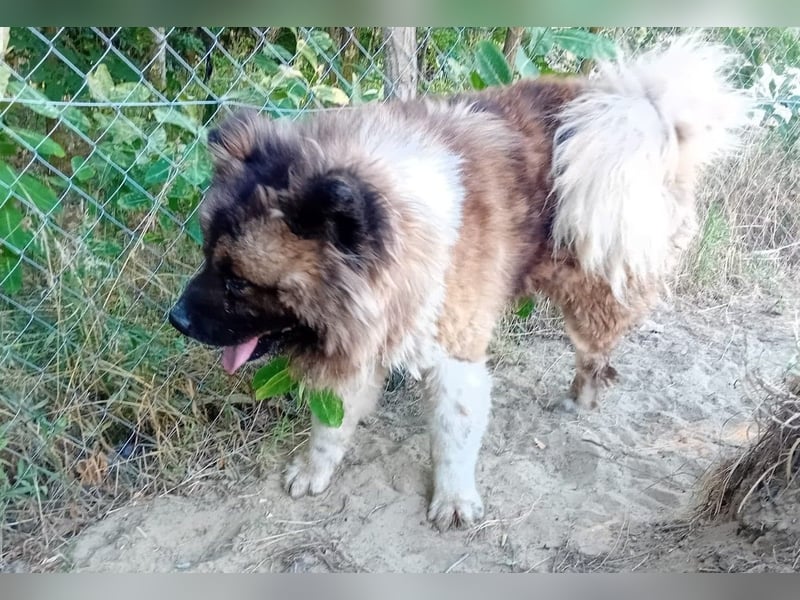 BORIS sucht seinen Menschen 